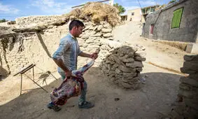 ناسالم بودن احشاء 31 درصد دام‌های عید قربان گذشته!