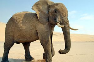 چرا فیل‌ها سرطان نمی‌گیرند؟