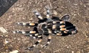 لحظه شگفت انگیز و باورنکردنی پوست انداختن رتیل + فیلم