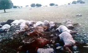 برق 10 راس گوسفند را در بردسکن تلف کرد