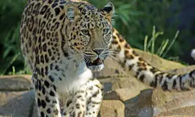 حضور پلنگ در حواشی روستای «روئین» اسفراین