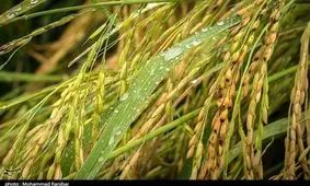 باران تابستانی کمر شالیزارهای گیلان را شکست+ تصاویر