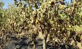 سوختن بیش از۱۲۰ درخت سیب یک باغ در کاکان بویراحمد+عکس