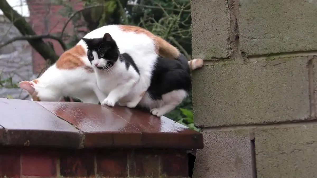 گربه های پارکور کار!