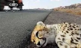 اعلام علت اصلی مرگ یوز ۷ ماهه +عکس