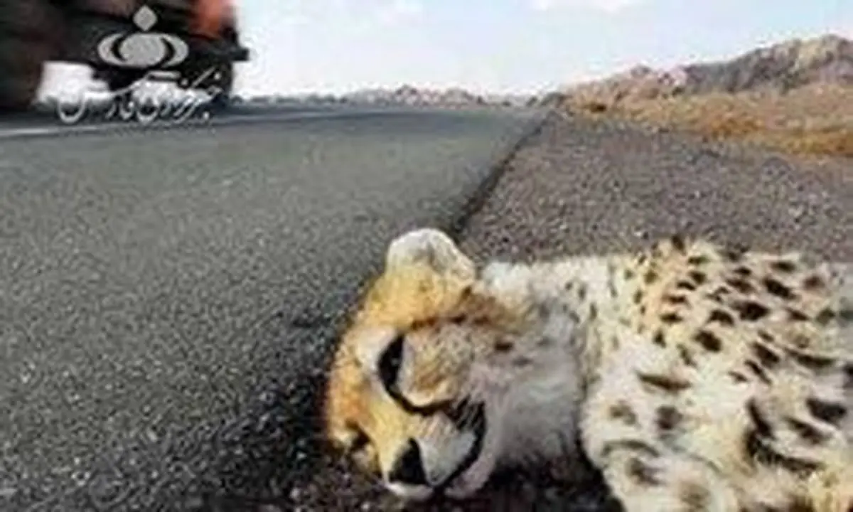 اعلام علت اصلی مرگ یوز ۷ ماهه +عکس