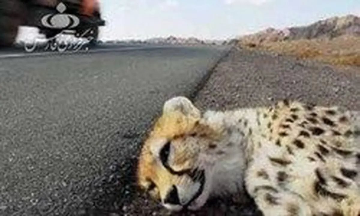 اعلام علت اصلی مرگ یوز ۷ ماهه +عکس