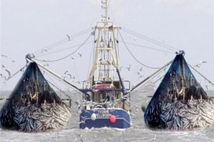 سازمان شیلات صدور مجوز ماهیگیری برای صیادان چینی را تکذیب کرد