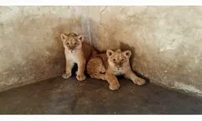 جراحی نفسگیر روی دندان های توله شیر