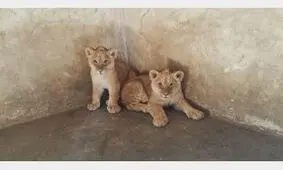 جراحی نفسگیر روی دندان های توله شیر