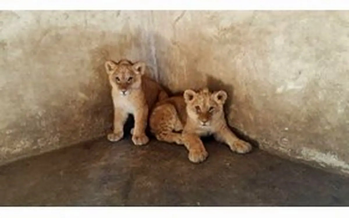 جراحی نفسگیر روی دندان های توله شیر