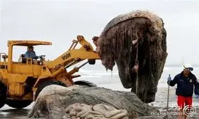 برای سومین بار موجودی عجیب با ظاهری ترسناک در ساحل روسیه + عکس