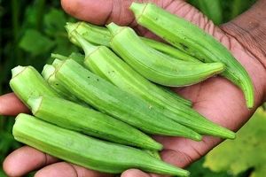 کمک به درمان دیابت و چربی خون با مصرف "بامیه"