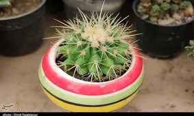 بهشتی کوچک در خانه بانوی گیلانی به روایت تصویر