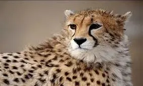 شکستگی مهره کمرعلت اصلی مرگ یوز ۷ ماهه+عکس