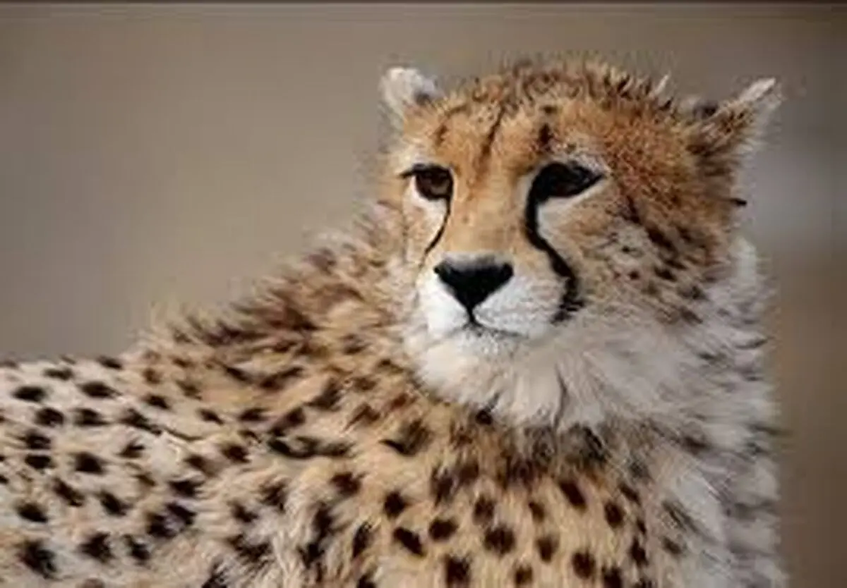 شکستگی مهره کمرعلت اصلی مرگ یوز ۷ ماهه+عکس