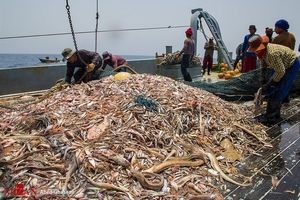 تایید رسمی ماهیگیری چینی‌‌ها در آب های عمیق ایران در دریای عمان