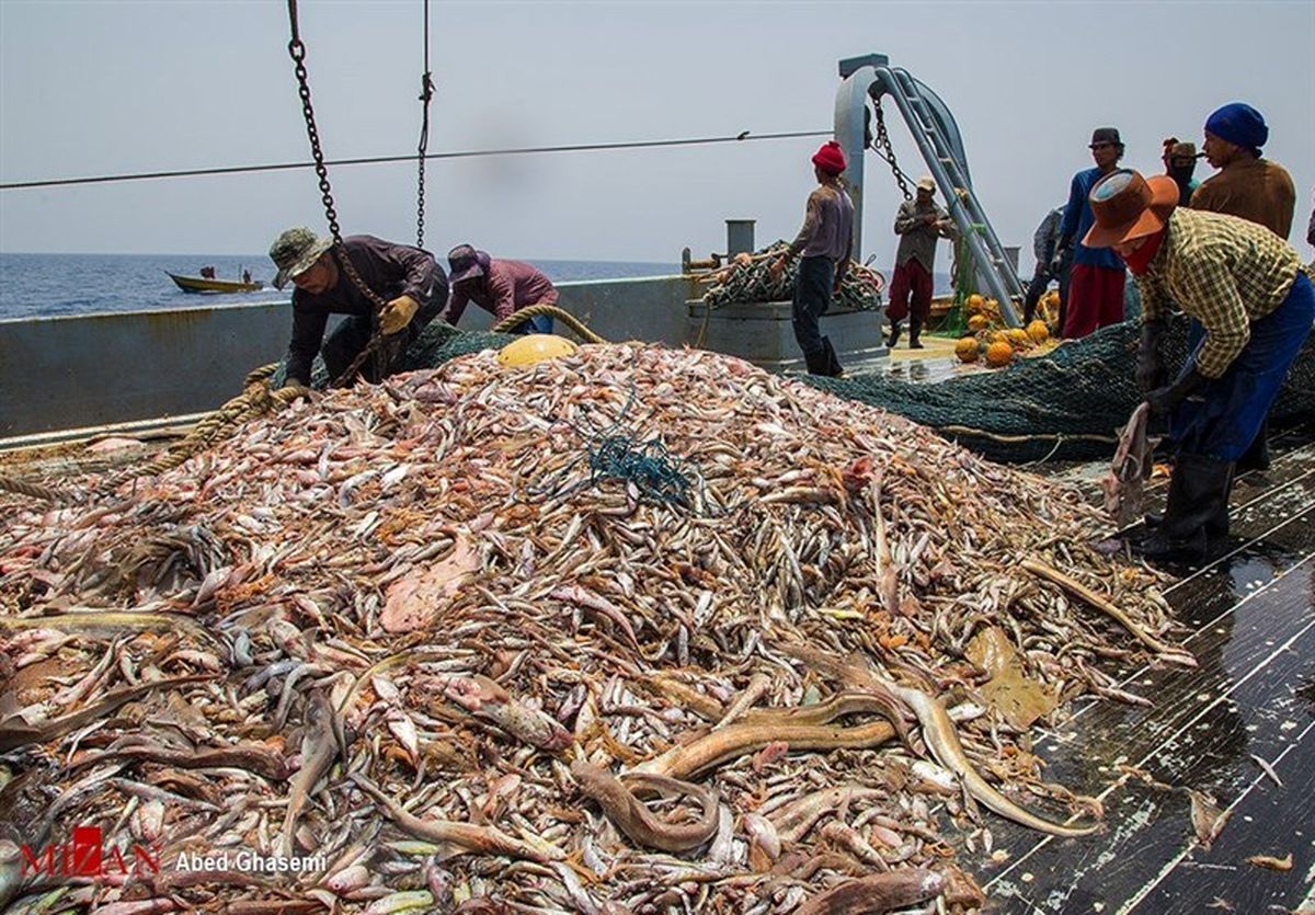 تایید رسمی ماهیگیری چینی‌‌ها در آب های عمیق ایران در دریای عمان