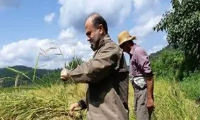 دادستان مرکز مازندران در حال کشاورزی+تصاویر