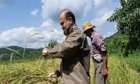 دادستان مرکز مازندران در حال کشاورزی+تصاویر