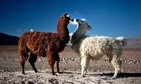 دو لاما در باغ وحش ارم تلف شدند/ علت مشخص نیست