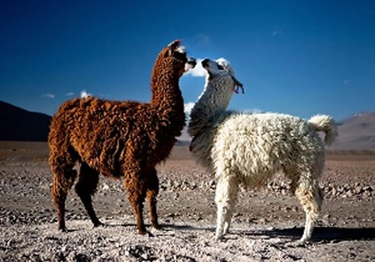 دو لاما در باغ وحش ارم تلف شدند/ علت مشخص نیست