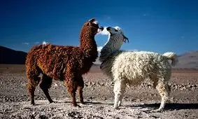 دو لاما در باغ وحش ارم تلف شدند/ علت مشخص نیست