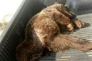 مرگ یک توله خرس دیگر در جاده‌های شاهرود