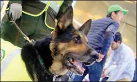 سگی که برای سرش جایزه تعیین شد! +عکس