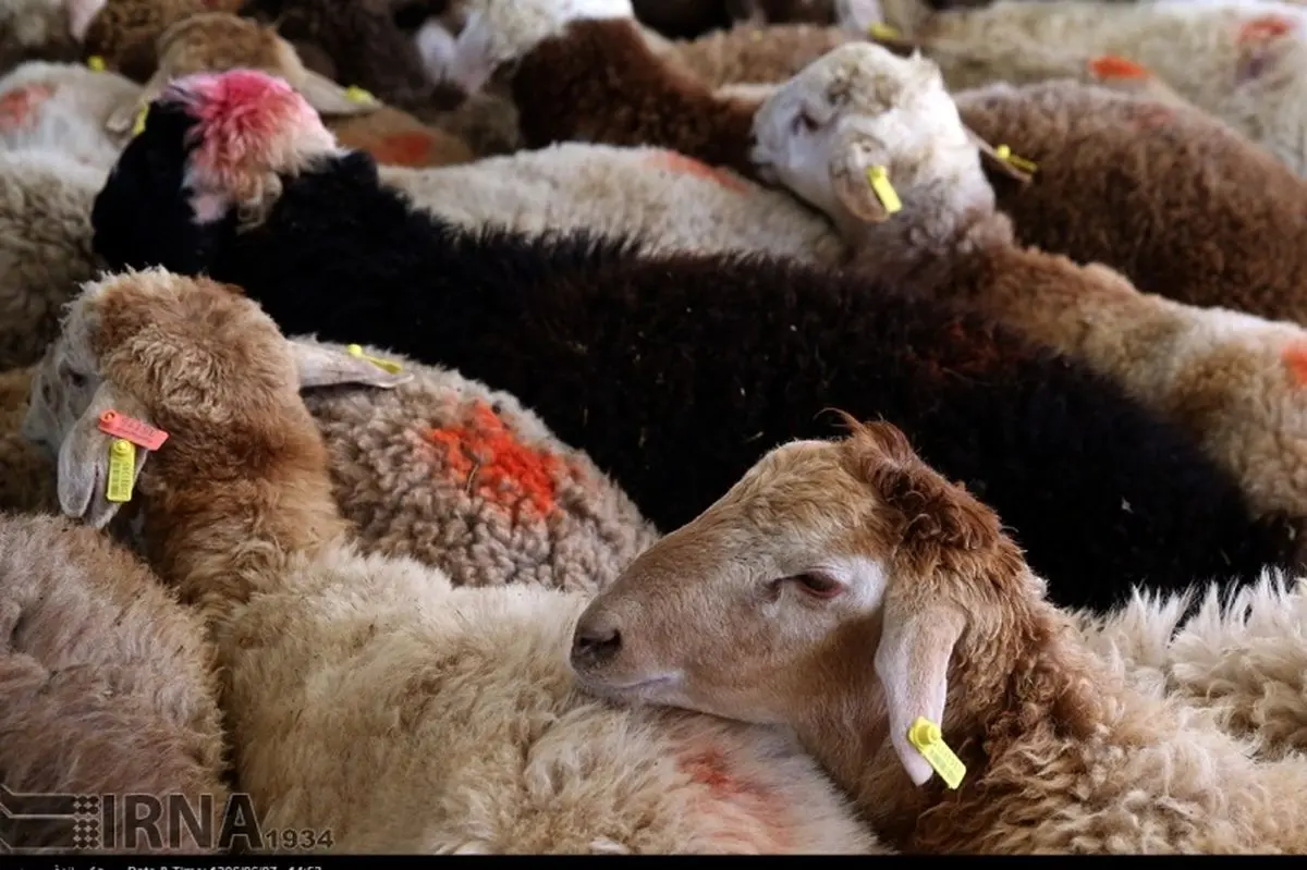 ذبح دام عید قربان در معابر عمومی ممنوع است