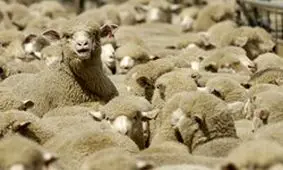 بازدید هیأت سرمایه‌گذار استرالیایی از خرمشهر