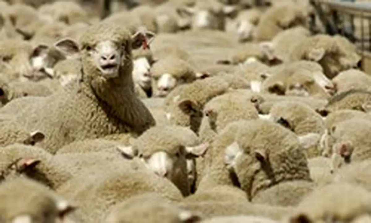 بازدید هیأت سرمایه‌گذار استرالیایی از خرمشهر