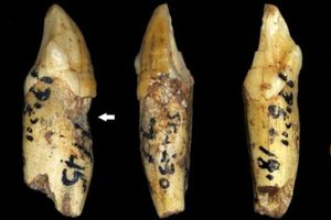 علت سایش دندان‌های اجدادی کشف شد+ تصاویر