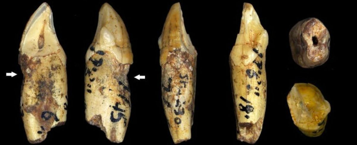 علت سایش دندان‌های اجدادی کشف شد+ تصاویر