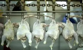 توزیع ۱۳ تن مرغ منجمد با هدف تنظیم بازار در مراغه