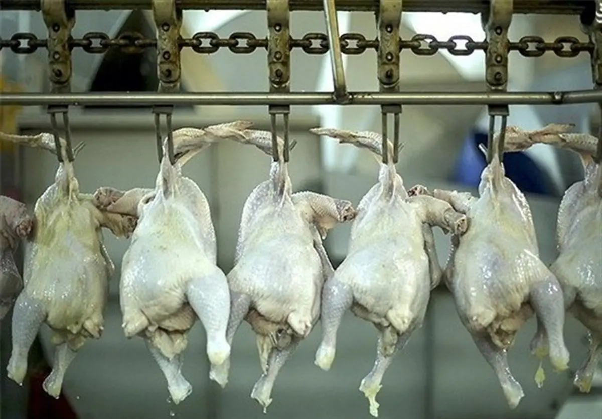 توزیع ۱۳ تن مرغ منجمد با هدف تنظیم بازار در مراغه