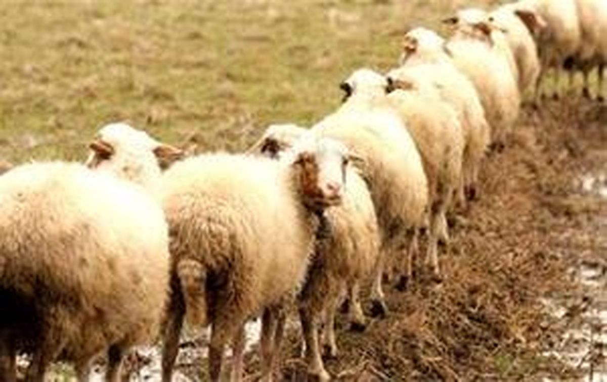 حاجیها نگران تامین گوسفند قربانی نباشند+ قیمتها