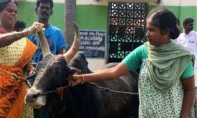 این زن بیوه با گاو نر به حجله رفت