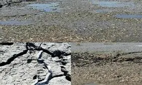 سد دره حیدر الیگودرز قربانگاه ماهیان شد+ عکس