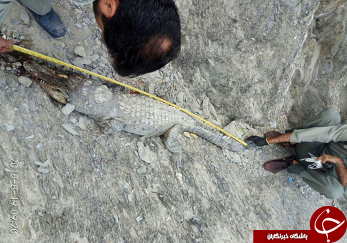 تلف شدن یک سر تمساح در کنار رودخانه سرباز +عکس