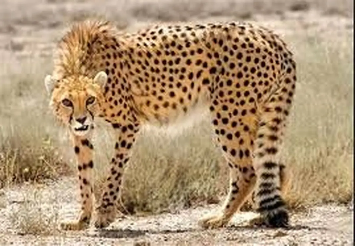 عکسبرداری از ردپای پلنگ ایرانی در منطقه حفاظت شده خائیز کهگیلویه