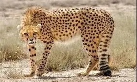 عکسبرداری از ردپای پلنگ ایرانی در منطقه حفاظت شده خائیز کهگیلویه