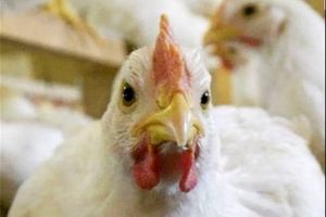 ۱۲۰۰ قطعه مرغ غیرمجاز در شهرستان درمیان توقیف شد