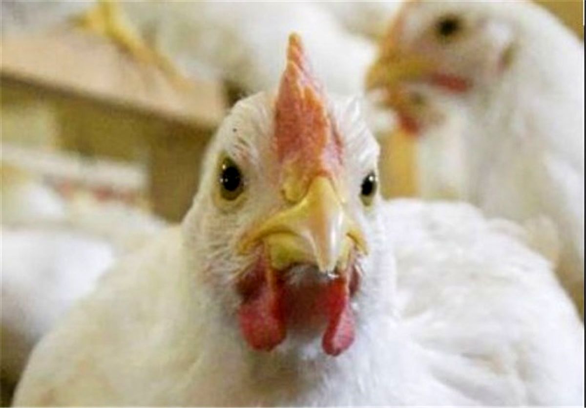 ۱۲۰۰ قطعه مرغ غیرمجاز در شهرستان درمیان توقیف شد
