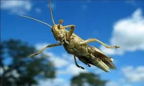 ملخ های بمب‌یاب!+ عکس