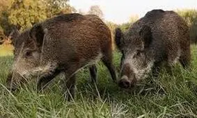 مجوز شکار ۵۰ رأس گراز به شکارچیان خارجی در سال ۹۶/ پرداخت ۱۰۰۰ تا ۱۵۰۰ دلار برای هر شکار