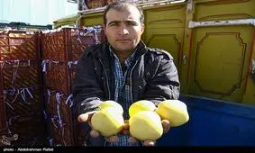 جدید ترین قیمت عمده فروشی انواع میوه+جدول