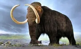 گونه‌ای جدیدی از ماموت در سیبری کشف شد