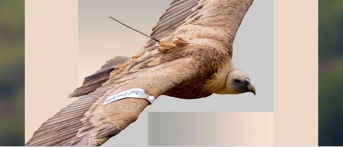 از اینترنت حیوانات رونمایی شد!