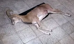 کشف لاشه یک راس قوچ وحشی در بیرجند